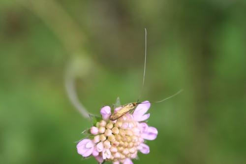 Nemophora metallica